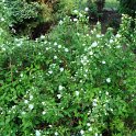 Philadelphus x 'Manteau d'Hermine' P12
